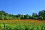 野菊花