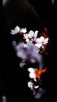 海棠花