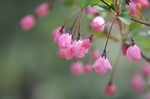 海棠花