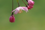 海棠 花苞