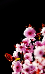 海棠 花苞
