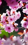 繁花似锦