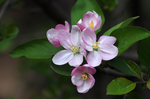 繁花似锦