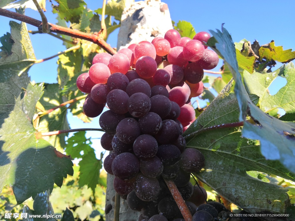 葡萄