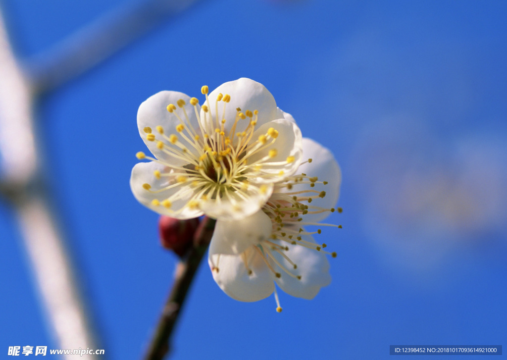 腊梅花