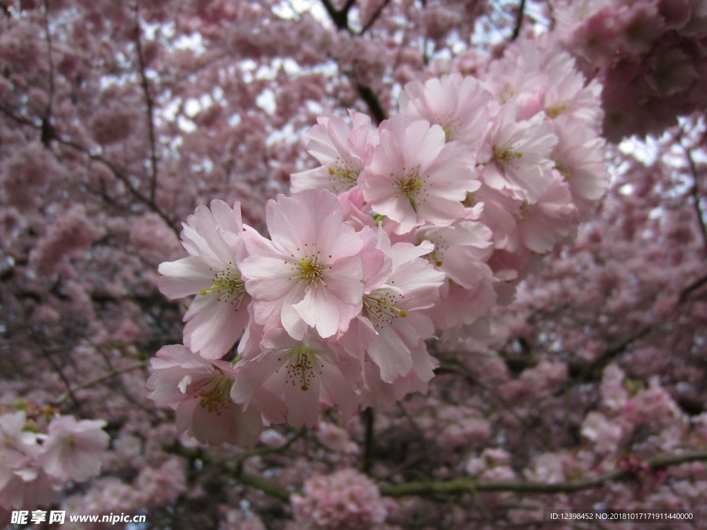 樱花