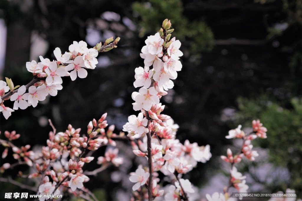 樱花