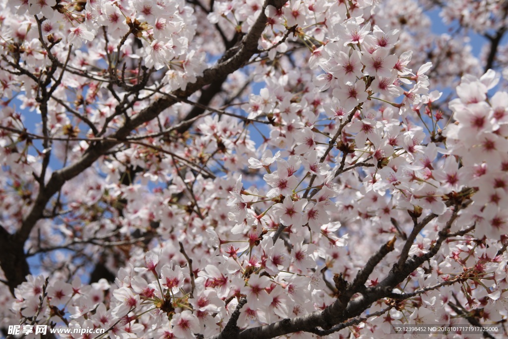 樱花