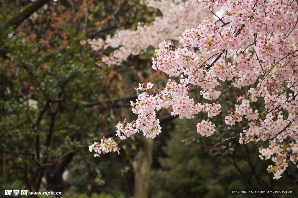 樱花