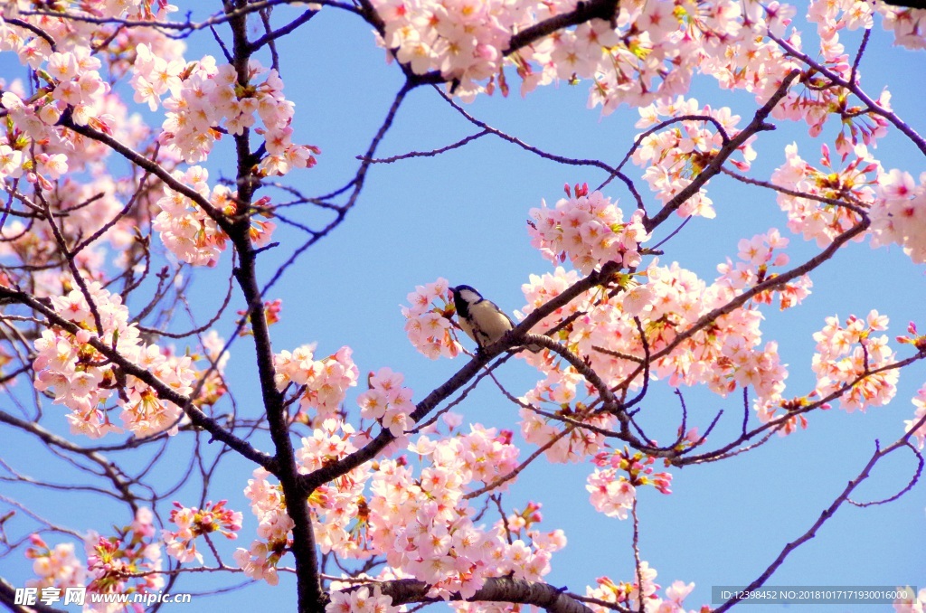 樱花