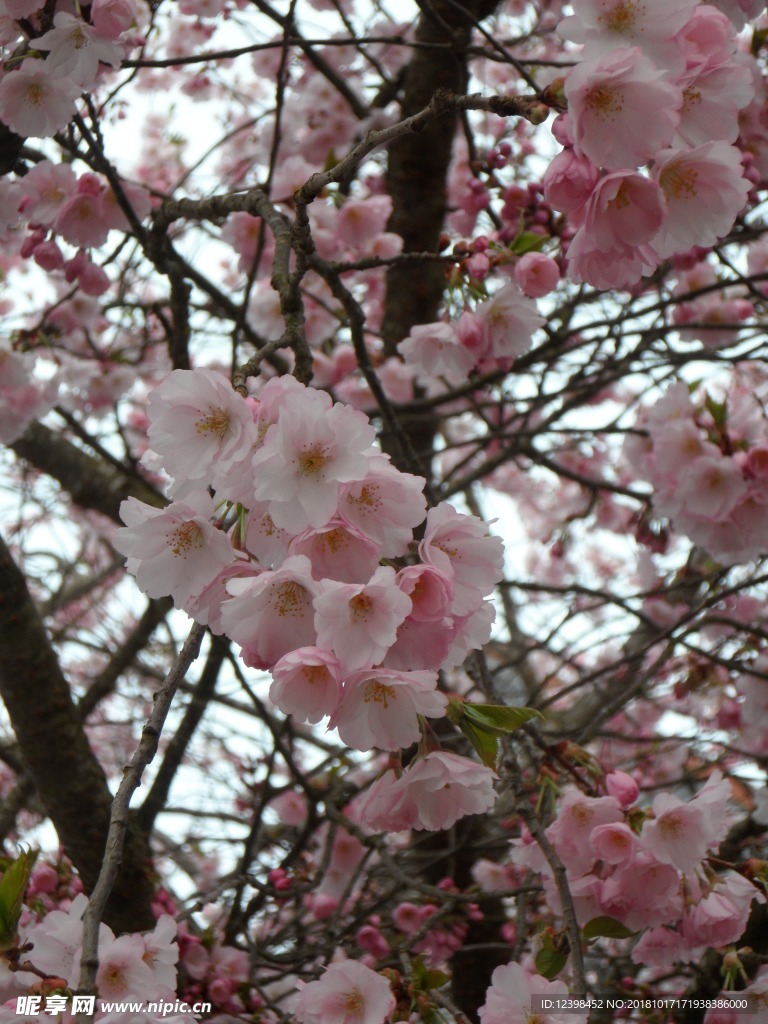 樱花