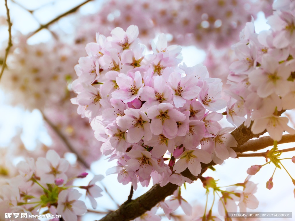 樱花