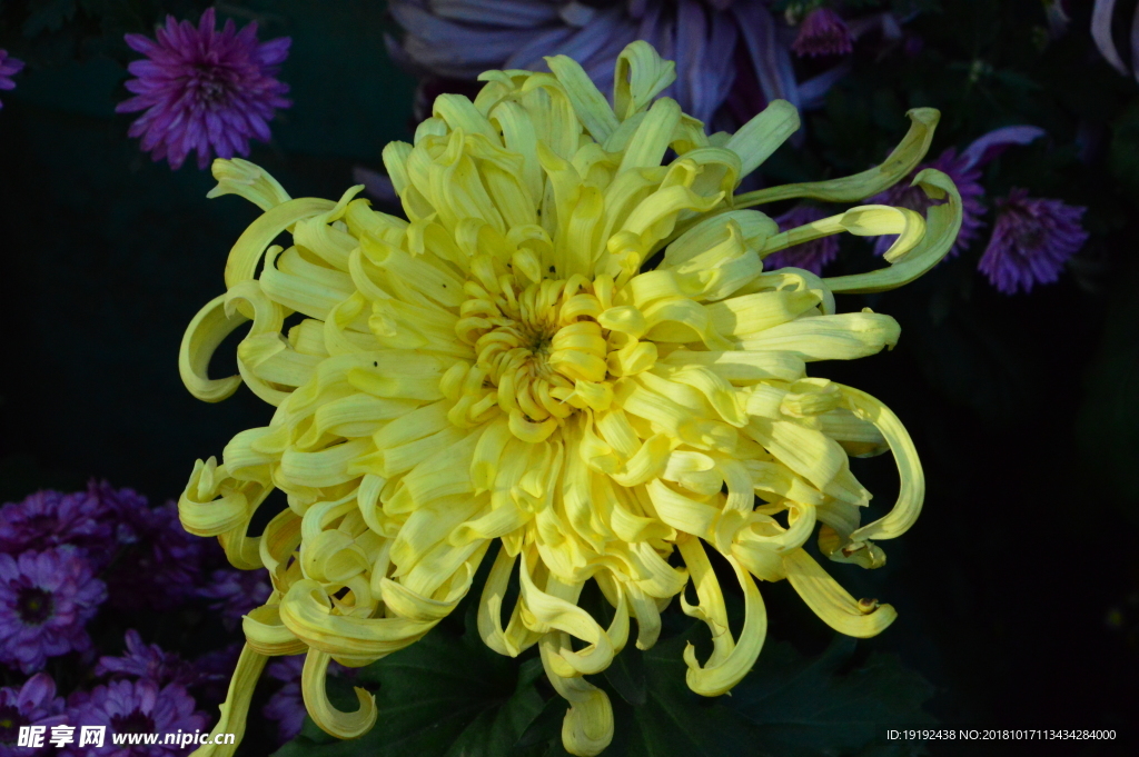 菊花