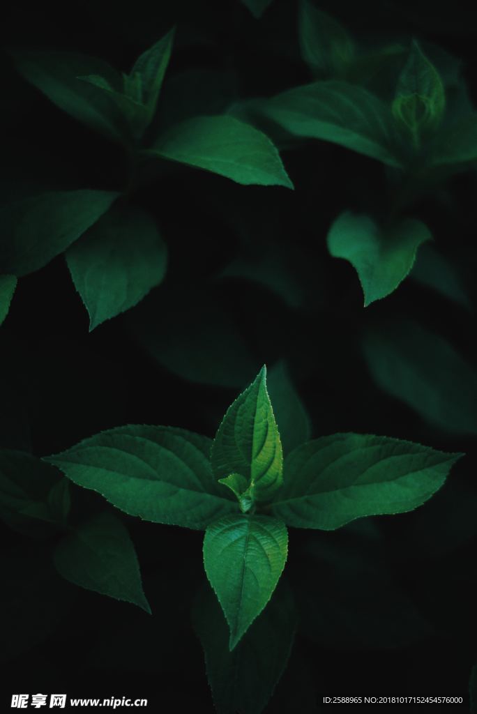 唯美绿色 绿草 春天 叶子