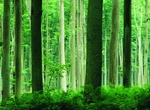 树