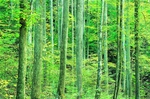树林