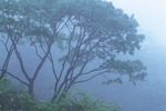 树