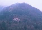山