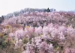 花草