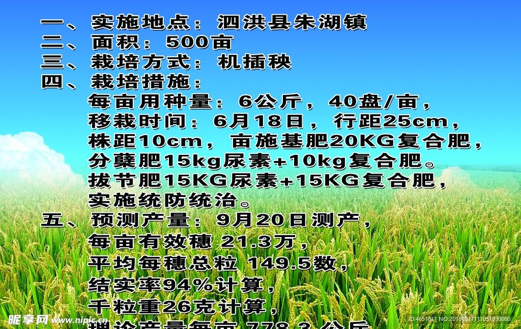 示范稻田