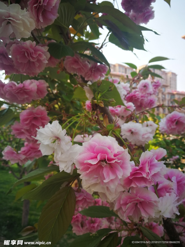 樱花