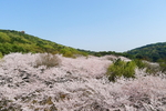 樱花树