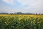 油菜