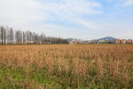 稻田