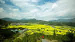 油菜城