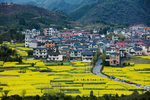 乡村风光油菜