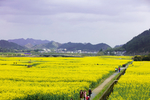 油菜基地
