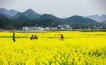 油菜花园