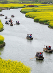 油菜收获