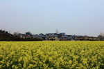 油菜花