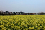 油菜花