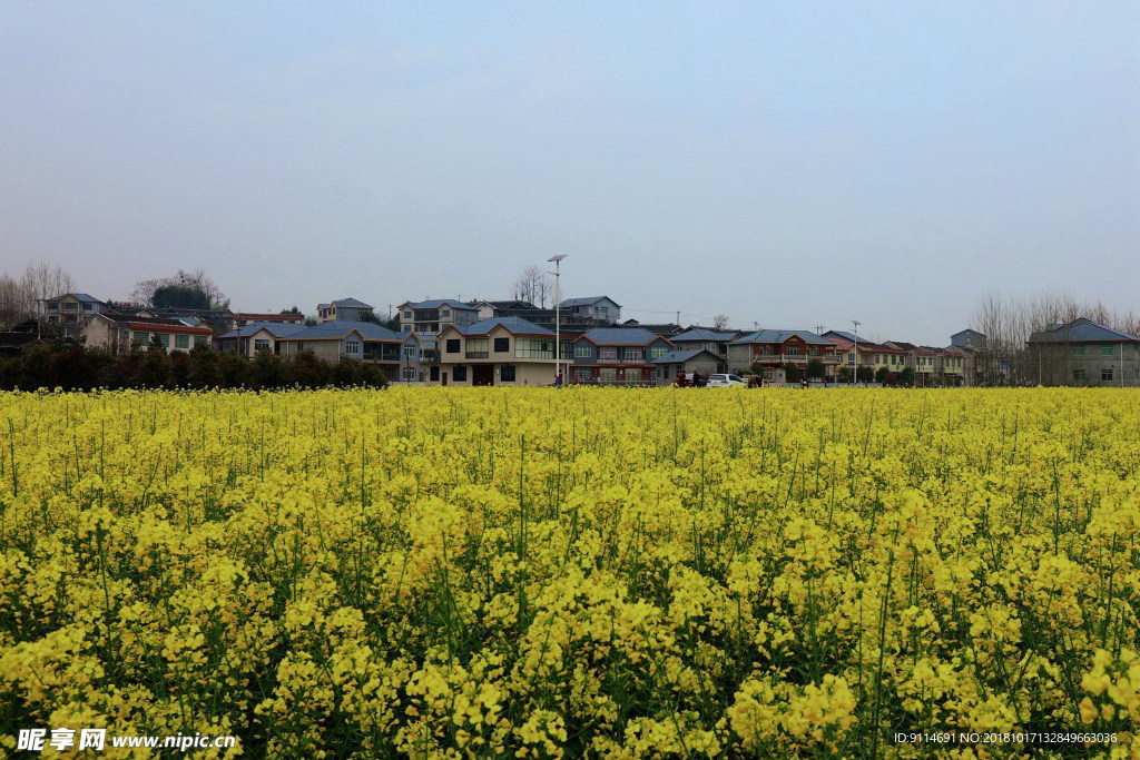 油菜花