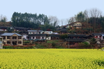 油菜花