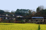 油菜村庄