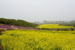 油菜花