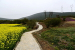 油菜花