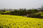 乡村花园