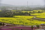 油菜花公园