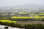 油菜花