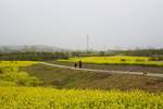 油菜花