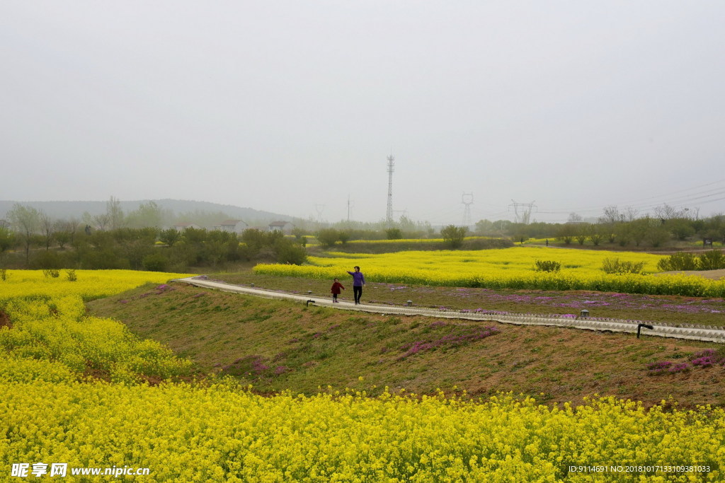 油菜花