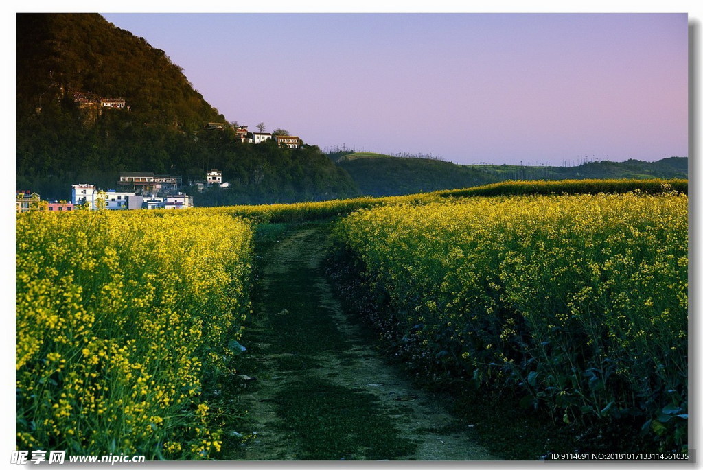 油菜花