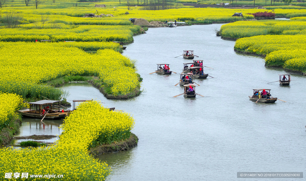 油菜花