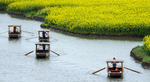 油菜花海