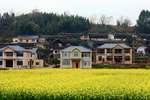 油菜花