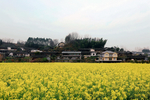 油菜花